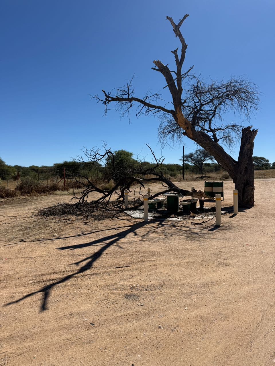 A broad dry landscape with mature trees